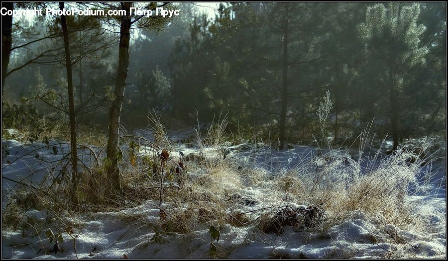 Forest, Vegetation, Field, Grass, Grassland, Plant, Bush