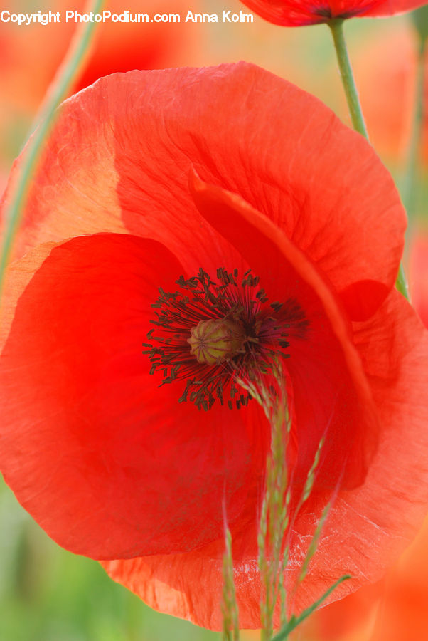 Blossom, Flora, Flower, Plant, Poppy, Anther, Petal