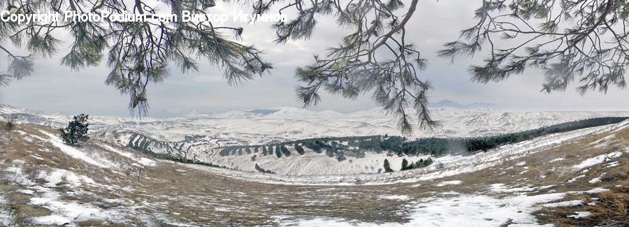 Arctic, Glacier, Ice, Mountain, Outdoors, Snow, Conifer