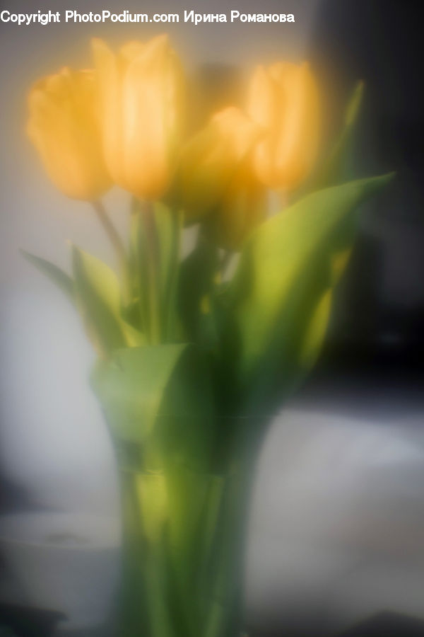 Flower, Flower Arrangement, Flower Bouquet, Blossom, Carnation, Plant, Floral Design