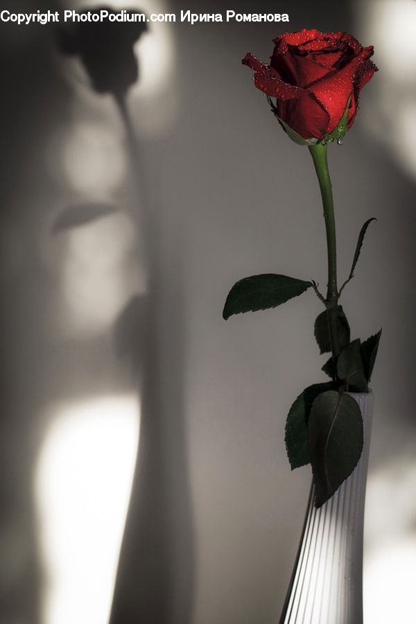 Blossom, Flower, Plant, Rose, Flower Arrangement, Ikebana, Potted Plant