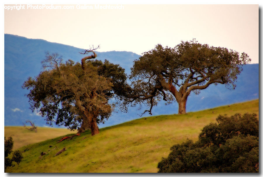 Oak, Tree, Wood, Field, Grass, Grassland, Land