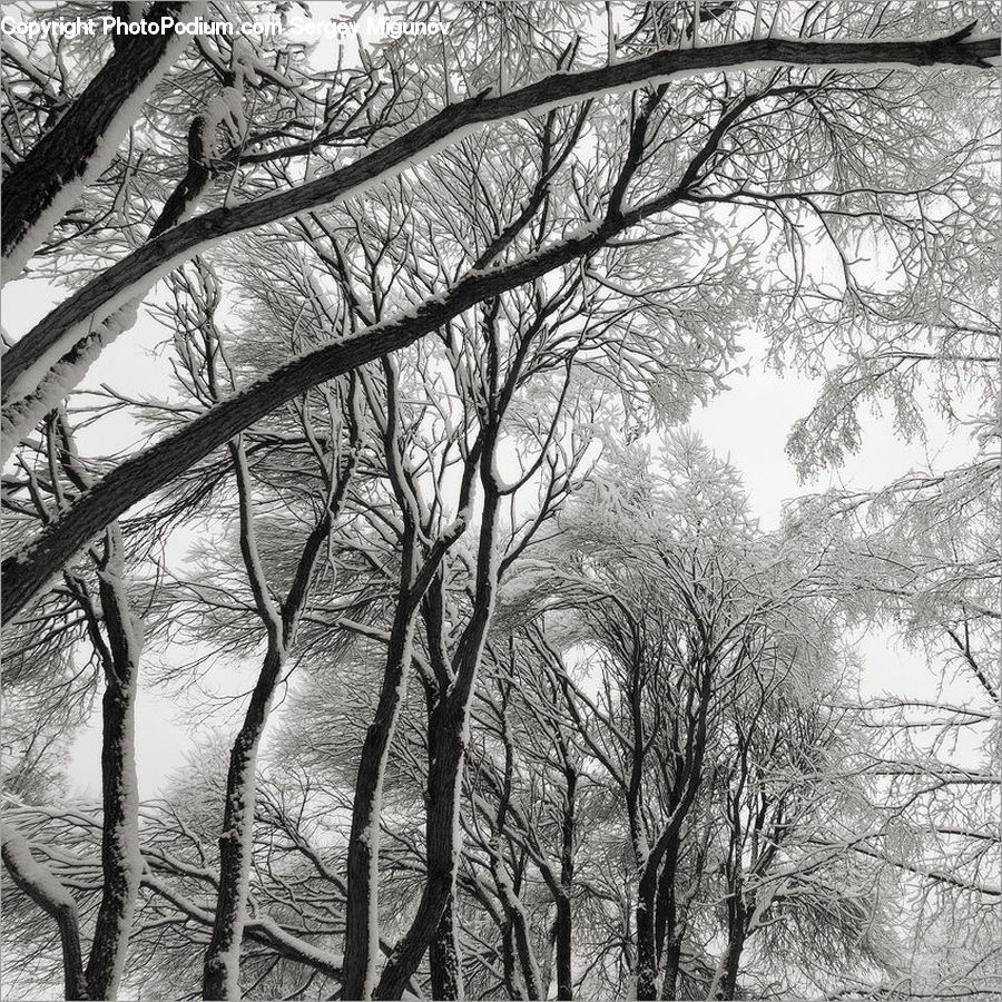 Plant, Tree, Forest, Vegetation, Oak, Wood, Grove