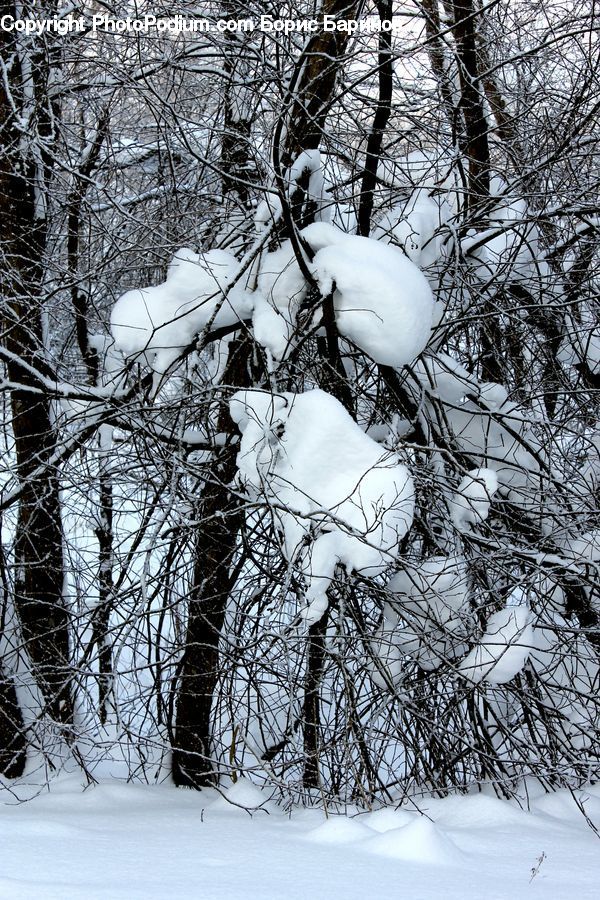 Ice, Outdoors, Snow, Plant, Tree, Conifer, Fir