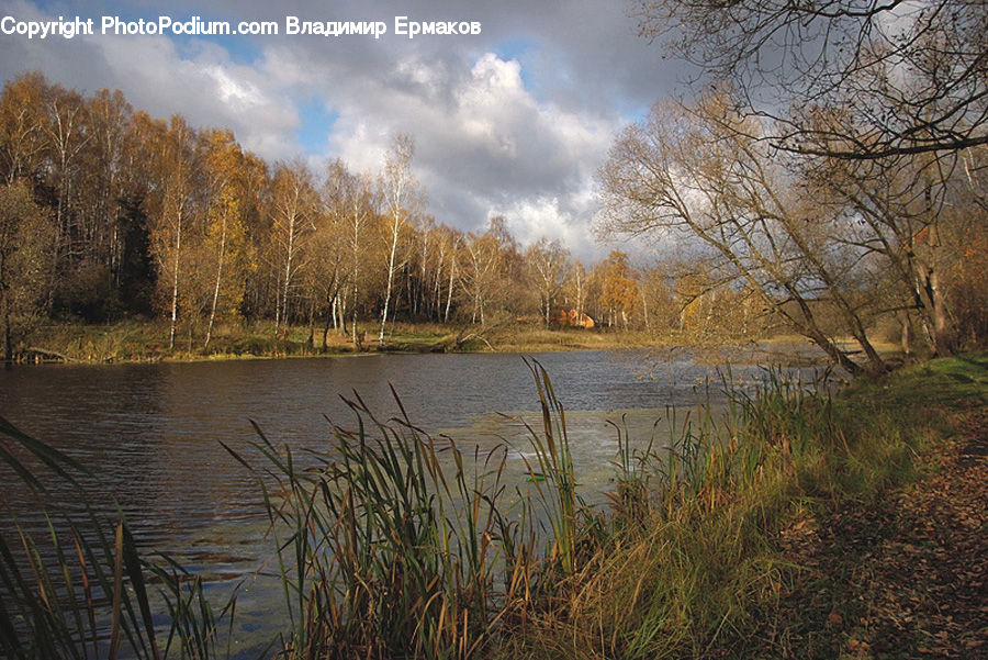 Field, Grass, Grassland, Plant, Outdoors, Pond, Water