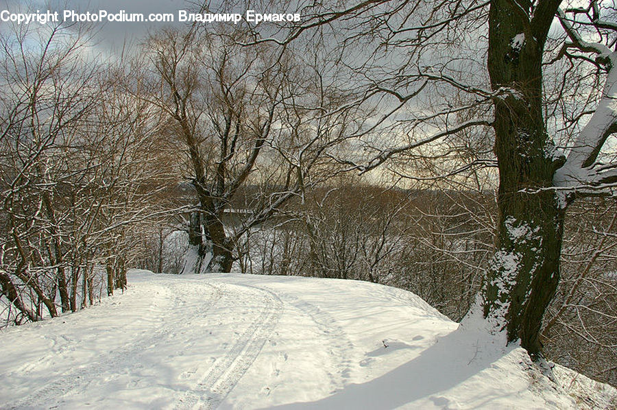 Plant, Tree, Ice, Outdoors, Snow, Landscape, Nature