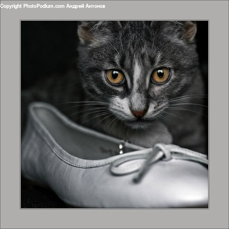 Animal, Cat, Mammal, Pet, Abyssinian