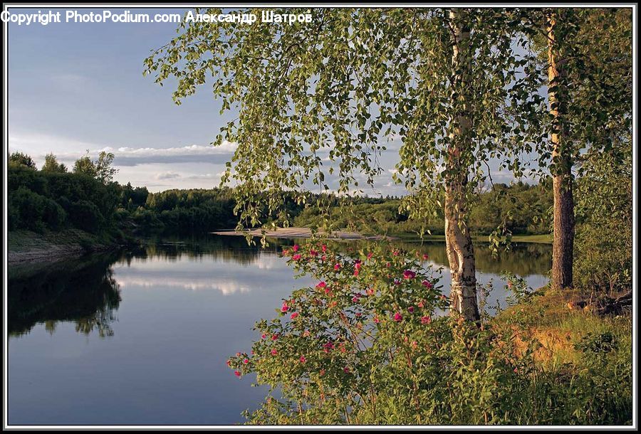 Land, Marsh, Outdoors, Swamp, Water, Flower, Flower Arrangement
