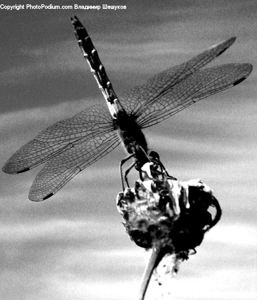 Anisoptera, Dragonfly, Bee, Hornet, Insect, Invertebrate, Wasp