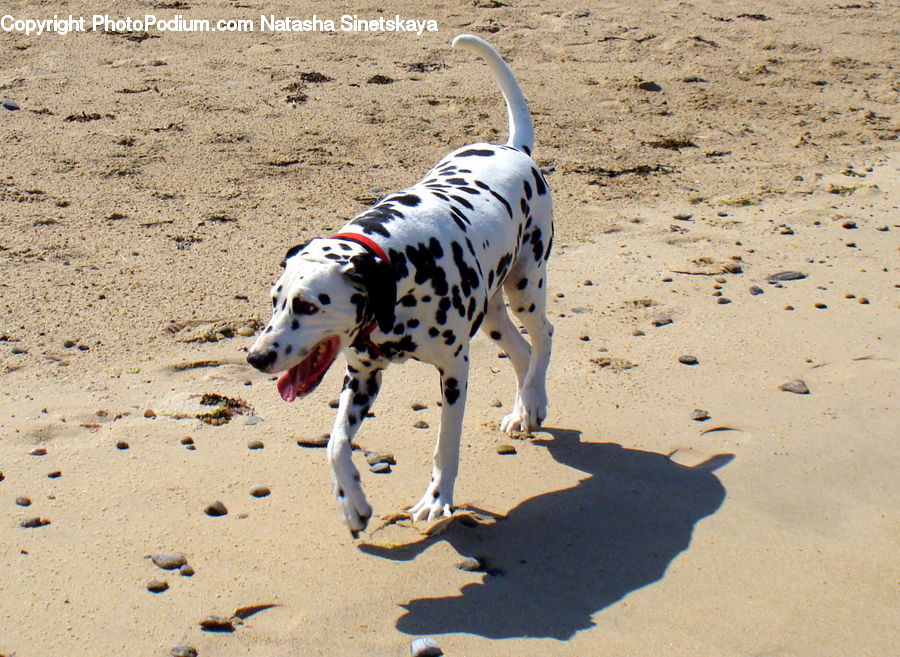 Animal, Canine, Dalmatian, Dog, Mammal, Pet