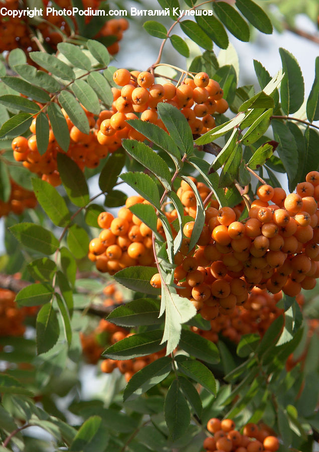 Fruit, Grapes, Plant, Conifer, Fir, Tree, Citrus Fruit