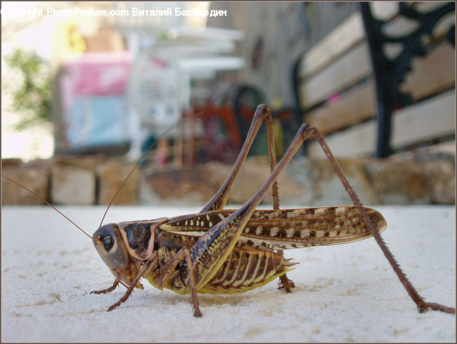 Cricket Insect, Grasshopper, Insect, Invertebrate, Rust, Bird, Pelican