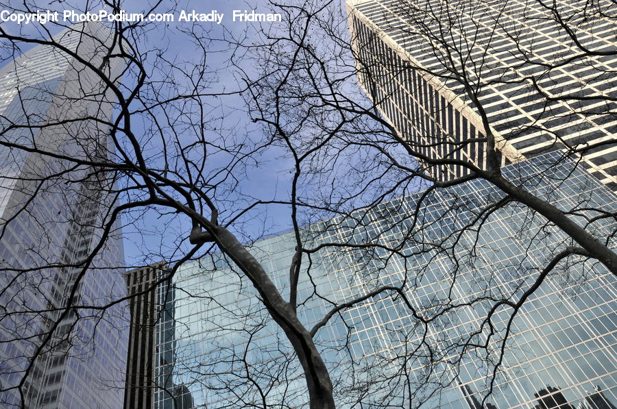 Building, City, High Rise, Office Building, Plant, Tree, Downtown