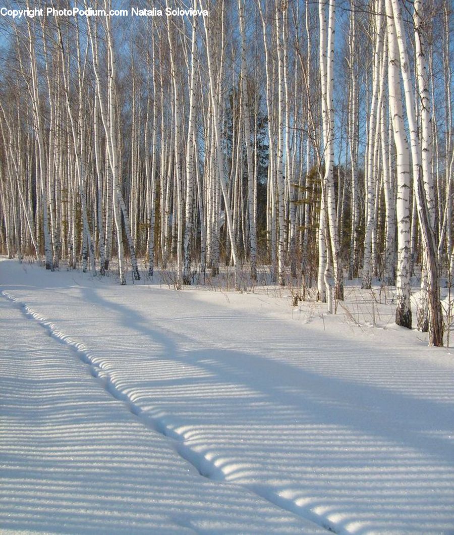 Birch, Tree, Wood, Boardwalk, Deck, Path, Sidewalk