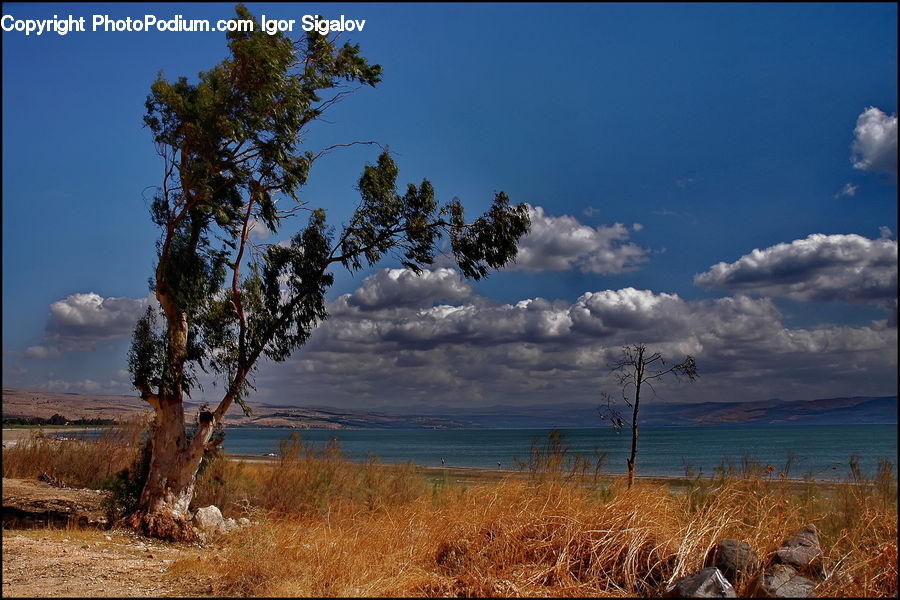 Grassland, Outdoors, Savanna, Land, Marsh, Swamp, Water