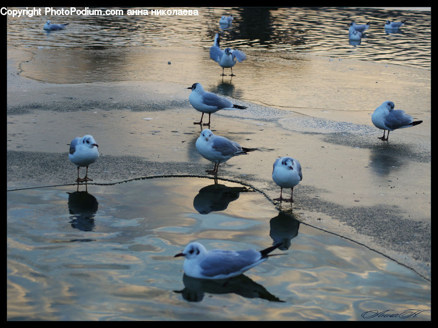 Bird, Seagull, Dove, Pigeon