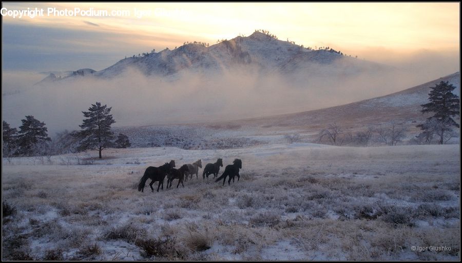 Animal, Horse, Mammal, Herd, Field, Grass, Grassland
