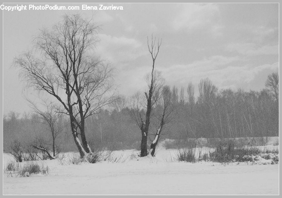 Ice, Outdoors, Snow, Plant, Tree, Countryside, Forest