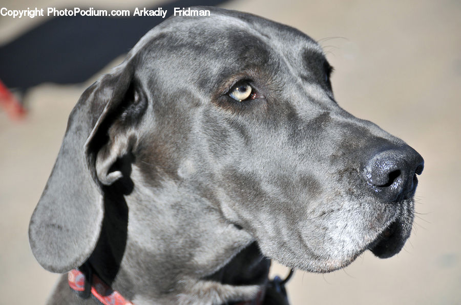 Animal, Canine, Dog, Great Dane, Mammal, Pet, Pointer