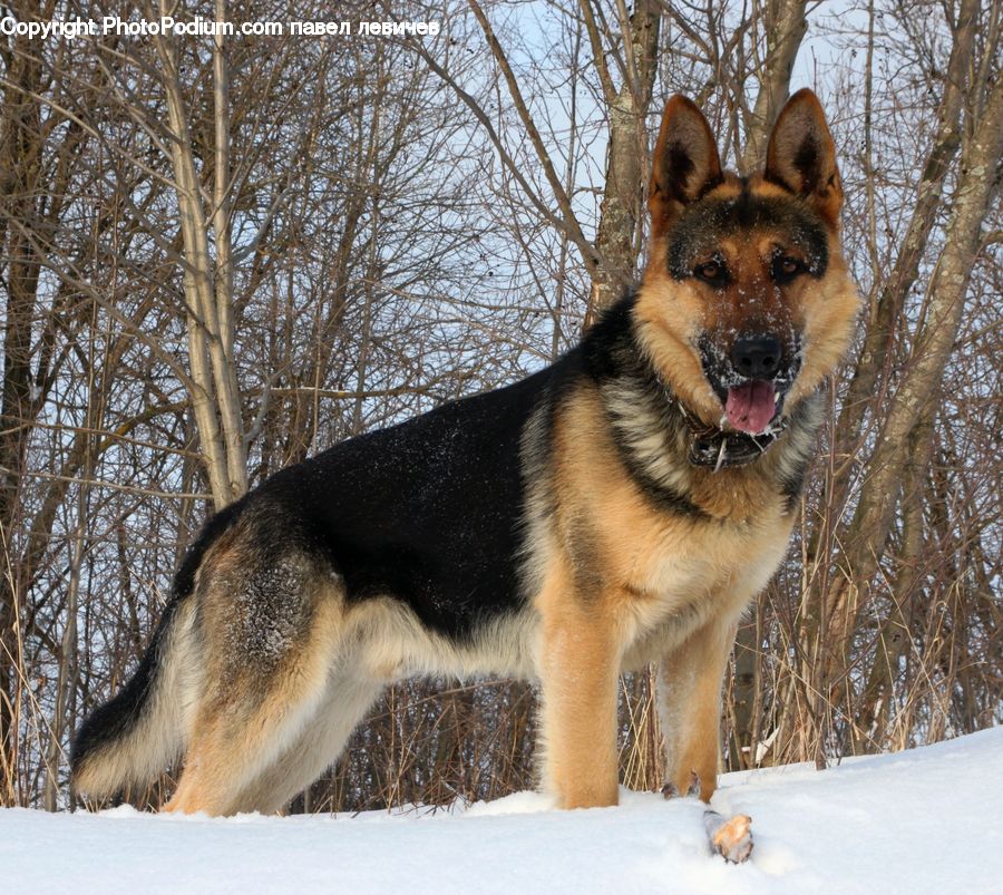 Animal, Canine, Dog, German Shepherd, Mammal, Pet, Husky