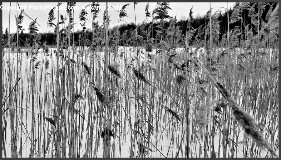 Grass, Plant, Reed, Ruins, Frost, Ice, Outdoors