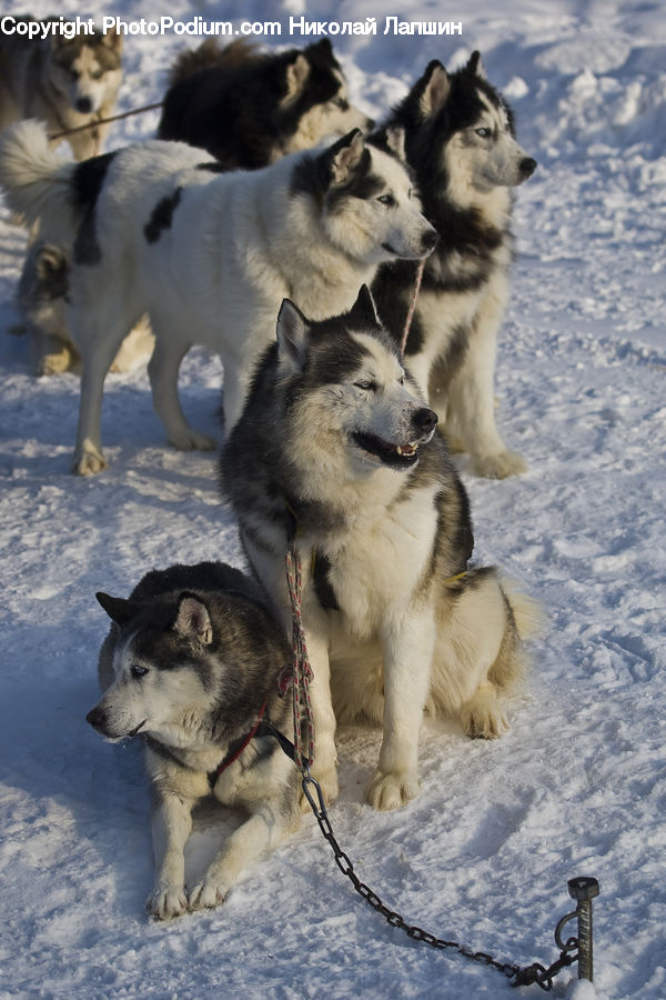 Animal, Canine, Dog, Husky, Mammal, Pet, Collie
