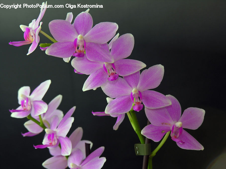Blossom, Flora, Flower, Orchid, Plant, Geranium, Crocus