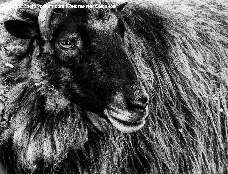 Animal, Cattle, Mammal, Angus, Bull
