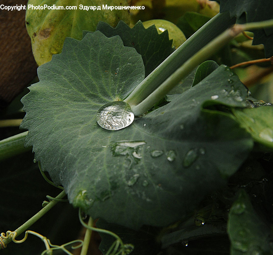 Cabbage, Produce, Vegetable, Leaf, Plant, Ivy, Vine