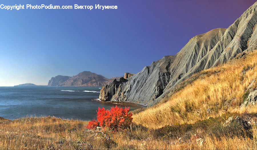 Plant, Vegetation, Cliff, Outdoors, Aloe, Coast, Sea