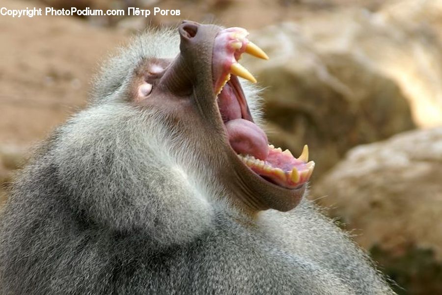 Animal, Baboon, Mammal, Monkey, Lip, Mouth, Food