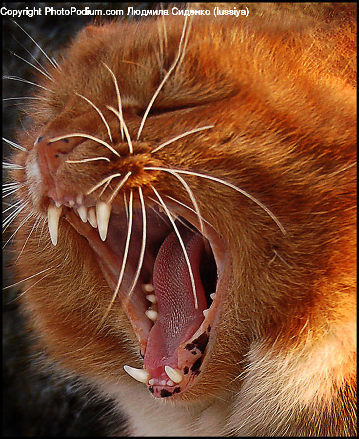 Animal, Lion, Wildlife