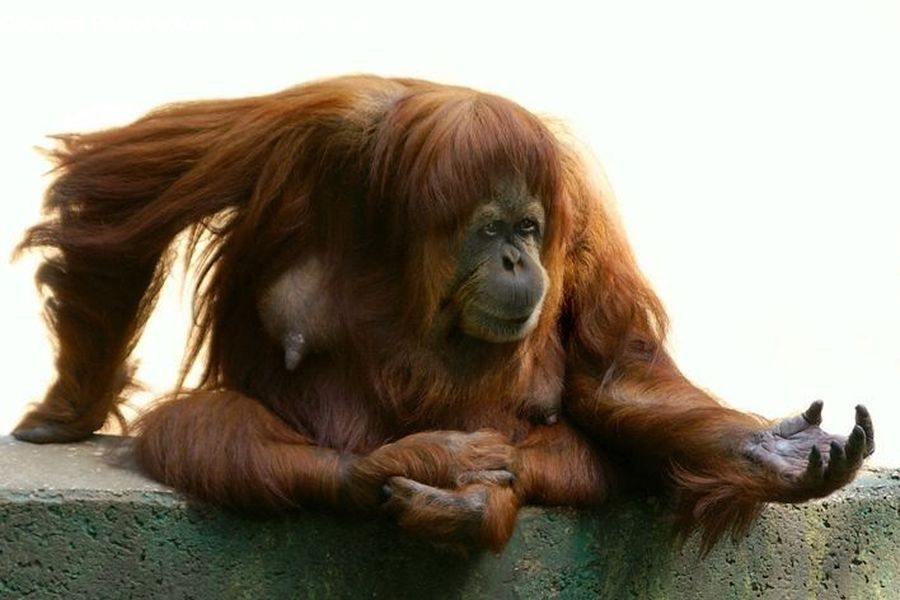 Animal, Ape, Mammal, Monkey, Orangutan