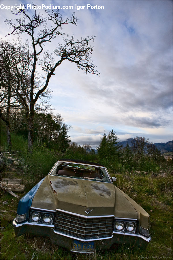 Automobile, Car, Convertible, Hot Rod, Vehicle, Coupe, Sports Car