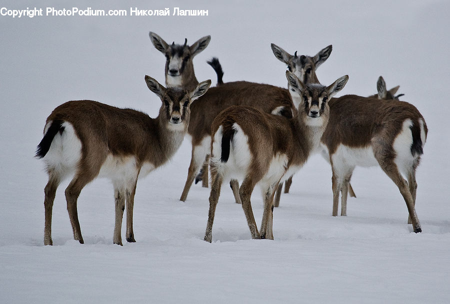 Antelope, Mammal, Animal, Gazelle, Impala, Wildlife, Deer