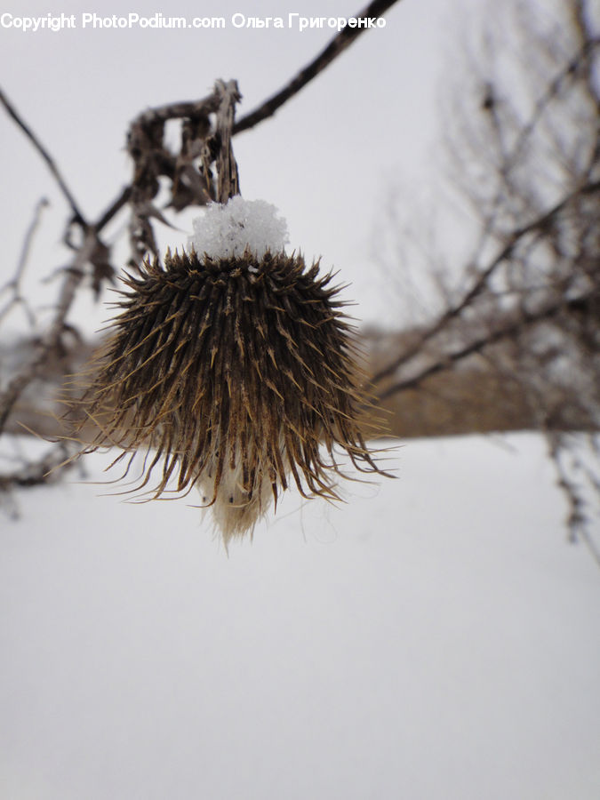 Bird Nest, Nest, Blossom, Flora, Flower, Plant