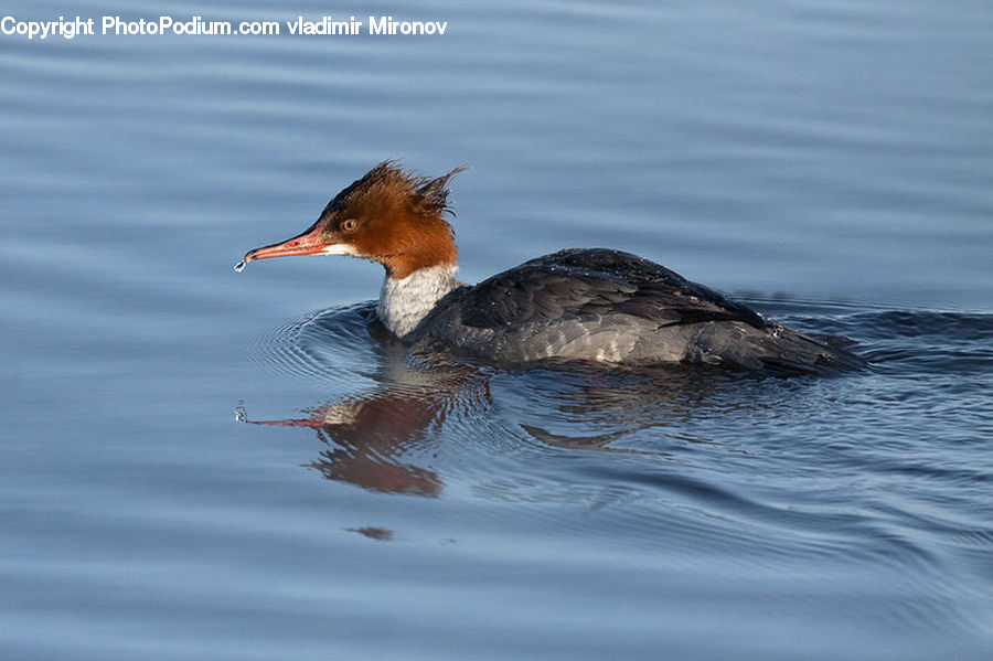 Bird, Waterfowl, Cormorant, Duck, Teal, Beak, Animal