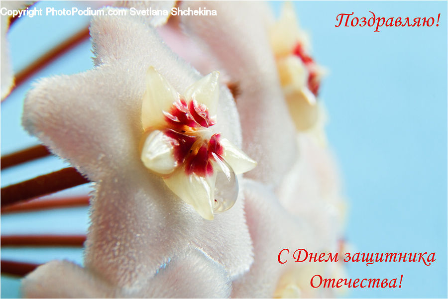Blossom, Flora, Flower, Plant, Cherry Blossom, Gladiolus, Bling