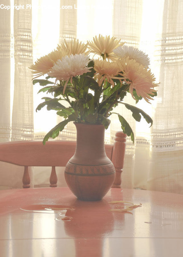 Plant, Potted Plant, Flower Arrangement, Ikebana, Vase, Floral Design, Flower