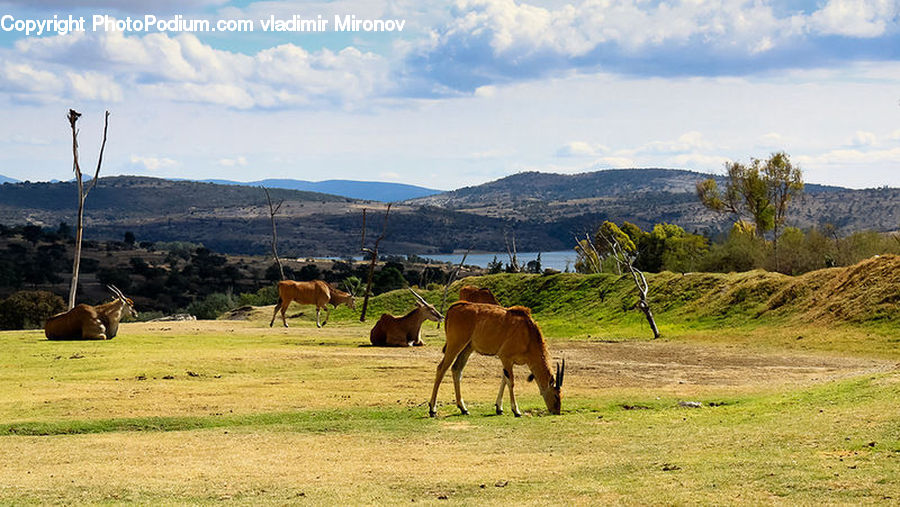 Animal, Colt Horse, Foal, Horse, Mammal, Cattle, Cow