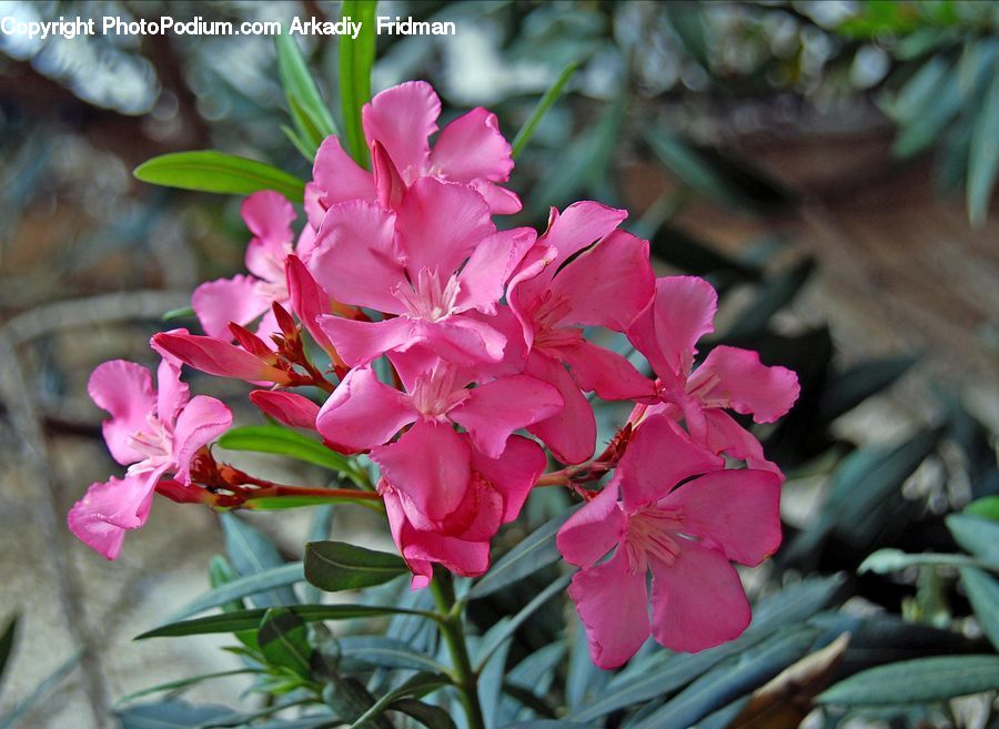 Flora, Flower, Gladiolus, Plant, Blossom, Tulip, Geranium