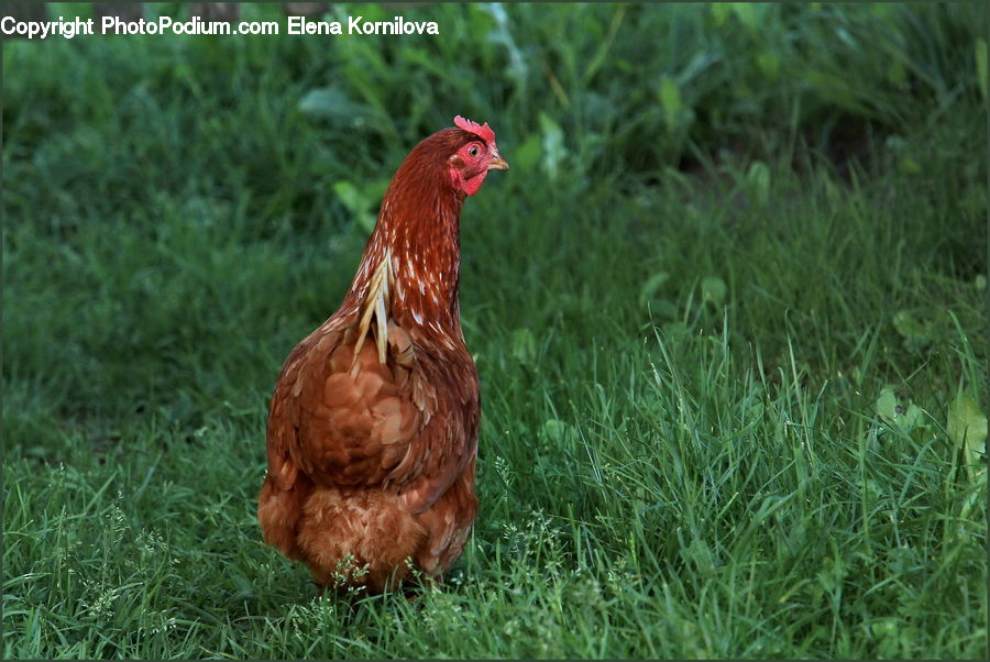 Chicken, Fowl, Hen, Poultry