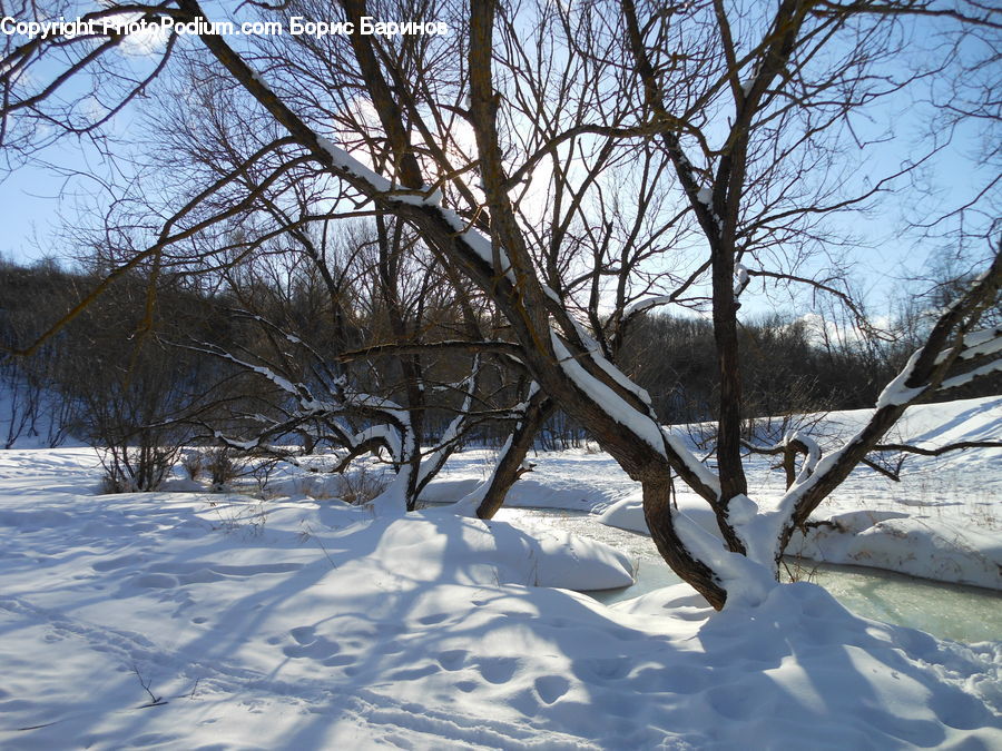 Ice, Outdoors, Snow, Plant, Tree, Forest, Grove