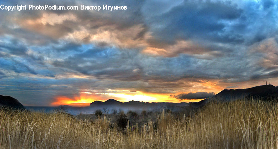 Field, Grass, Grassland, Land, Outdoors, Plant, Dawn