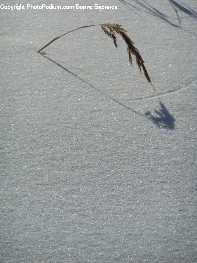 Cockroach, Insect, Invertebrate