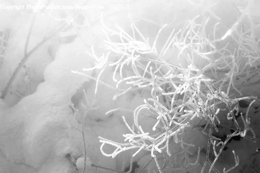 Frost, Ice, Outdoors, Snow