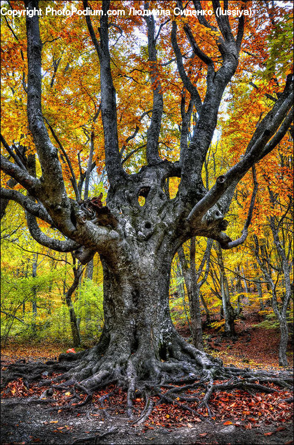 Oak, Tree, Wood, Plant, Forest, Vegetation, Sycamore
