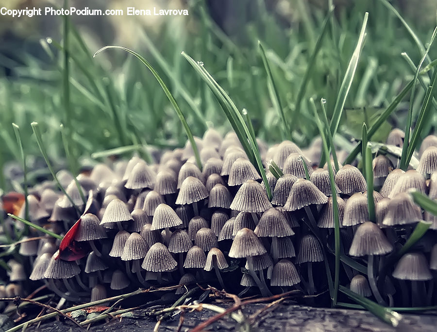 Corn, Food, Grain, Vegetable, Agaric, Amanita, Fungus