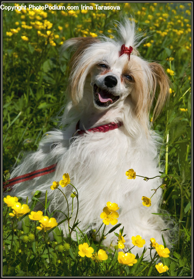Plant, Potted Plant, Animal, Canine, Dog, Mammal, Papillon