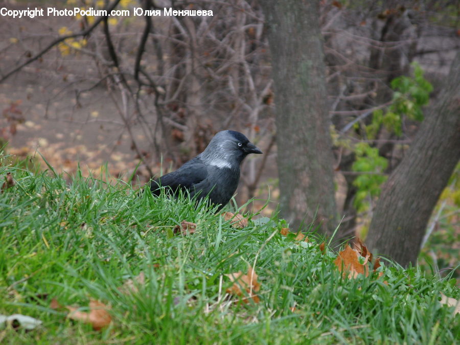 Bird, Blackbird, Crow, Field, Grass, Grassland, Plant
